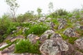 Mos and flower on stone moutain Royalty Free Stock Photo