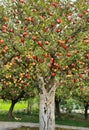 The mosaic apple trees in happy colors, vivid realistic, fantastic, surprising, fresh fruits, farm