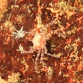 Mosaic boxer crab