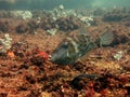 Mosaic Leatherjacket Royalty Free Stock Photo