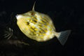 Mosaic Leatherjacket Eubalichthys mosaicus Royalty Free Stock Photo