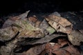 Mosaic of dry autumn leaves on a dark background Royalty Free Stock Photo