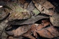 Mosaic made of dry autumn leaves on a dark background Royalty Free Stock Photo