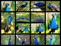 Mosaic photos Indian peafowls