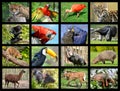 Mosaic photos South American animals