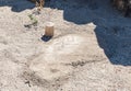 Mosaic remains in ruins of the Greek - Roman city of the 3rd century BC - the 8th century AD Hippus - Susita on the Golan Heights