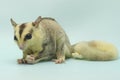 A mosaic sugar glider Petaurus breviceps is looking for food. Royalty Free Stock Photo