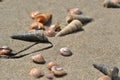 Mosaik of sea shells in sand, New Zealand