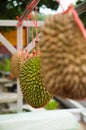Mosang King Durian Fruit