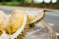 Mosang King Durian Fruit