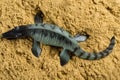 Mosasaurus on sand