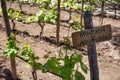 MOSCATEL de ALEJANDRIA Wine sign on vineyard. Vineyard landcape