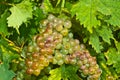 Moscato grapes vines and ripe grapes, Piedmont region of Italy Royalty Free Stock Photo