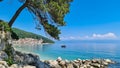 Moscenicka Draga - Pine tree growing at the coast of the Mediterranean Sea Royalty Free Stock Photo