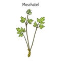 Moschatel Adoxa moschatellina , medicinal plant