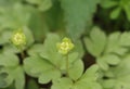 Moschatel (Adoxa moschatellina)