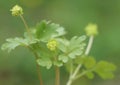 Moschatel (Adoxa moschatellina)