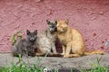 City cats family, RUSSIA/Moscow