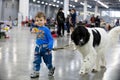 MOSCOW - MAY 06, 2018: International dog show `EURASIA` in Crocus Expo. Little boy with his Landseer dog breed. Royalty Free Stock Photo