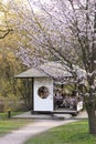 People in Japanese city park adore first blooming sakura tree.