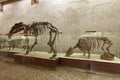 Moscow Paleontological Museum Royalty Free Stock Photo