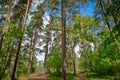 Scenic pine forest in Lytkarino town