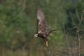 Moscow region flight of the harrier