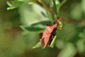 The brown shield bug disguised under the leaf of a plant, sits on a leaf Royalty Free Stock Photo