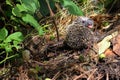 A little hedgehog shows tongue to his pursuer