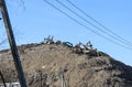 MOSCOW REGION, RUSSIA, MARCH 26, 2020. A group of working excavators on a training ground against a blue sky