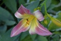 A bee collecting pollen from a purple flower of the daylily