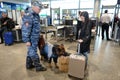 Police inspector-dog handler with a dog examine the Luggage of passengers at the international airport `Domodedovo` in Moscow