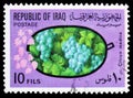 Postage stamp printed in Iraq shows Grapes, Fruits serie, circa 1970