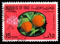 Postage stamp printed in Iraq shows Oranges, Fruits serie, circa 1970