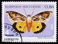 Othreis materna Linneo butterfly Mariposas nocturnas, Night moth series, circa 1979 Royalty Free Stock Photo