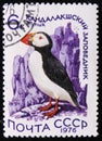 bird Atlantic Puffin - Fratercula arctica, circa 1976