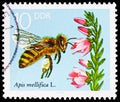 Honey Bee Apis mellifica, Blooming Heather, The Bee serie, circa 1990