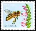 Honey Bee Apis mellifica, Blooming Heather, The Bee serie, circa 1990