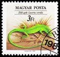 Green Lizard Lacerta viridis, Reptiles serie, circa 1989