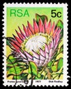 King protea Protea cynaroides, Sugarbushes serie, circa 1977