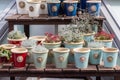 Moscow, Russia - August 18, 2019: Set of beautiful flower pots. Shop for home and garden, potted plant Calocephalus, Succulent,