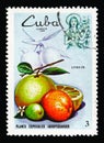 Citrus Fruits, Agriculture and Animal Husbandry serie, circa 1969