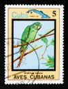 Cuban Parakeet Aratinga euops, Endemic birds, circa 1983 Royalty Free Stock Photo