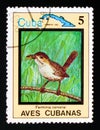 Zapata Wren Ferminia cerverai, Endemic birds, circa 1983