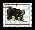 Spectacled Bear (Tremarctos ornatus), Endangered Animals serie, circa 1985