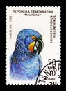 Hyazinth Macaw (Anodorhynchus hyacinthinus), Parrots serie, circa 1993