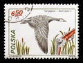 Greylag Goose (Anser anser), Hunting serie, circa 1981