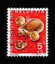 European Hedgehog (Erinaceus europaeus), Pro Juventute: Wild animals serie, circa 1965