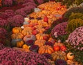 Autumn harvest. Pumpkins and flowers. Scenery