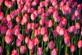 Pink Tulips in Spring Sunset Royalty Free Stock Photo